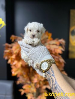 0 NUMARA BEBEK SURAT MALTESE TERRIER YAVRULAR 1