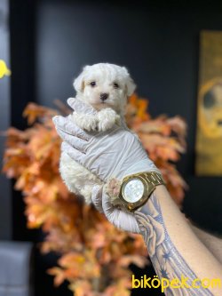 0 NUMARA BEBEK SURAT MALTESE TERRIER YAVRULAR 2