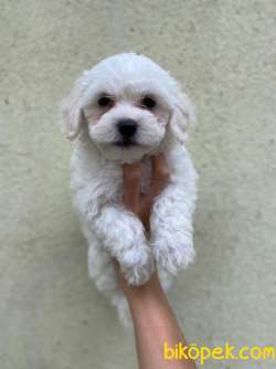0 Numara Bebek Surat Maltese Terrier Yavrularimiz 2