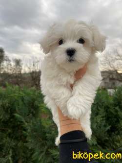 0 Numara Bebek Surat Maltese Terrier Yavrularimiz 1