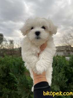 0 Numara Bebek Surat Maltese Terrier Yavrularimiz 3