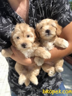 0 NUMARA BEBEK SURAT MALTIPOO YAVRULAR 3