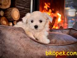 0 Numara Birinci Sınıf MALTESE TERRIER YAVRULARI 2