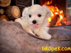 0 Numara Birinci Sınıf MALTESE TERRIER YAVRULARI 4