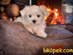 0 Numara Birinci Sınıf MALTESE TERRIER YAVRULARI