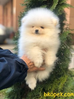 0 Numara Boo Pomeranian Yavru Ve Yetişkinler 2