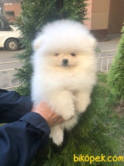 0 Numara Boo Pomeranian Yavru Ve Yetişkinler 1