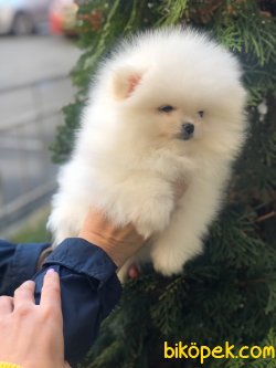 0 Numara Boo Pomeranian Yavru Ve Yetişkinler 3