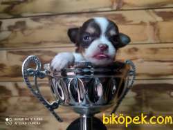 0 Numara Chihuahua 5