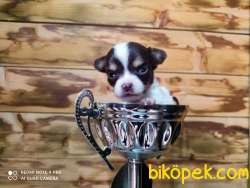 0 Numara Chihuahua 4