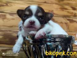 0 Numara Chihuahua 1