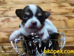 0 Numara Chihuahua 3