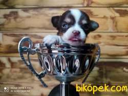 0 Numara Chihuahua 2