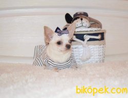 0 NUMARA Chihuahua Yavrularımız 3