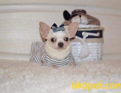 0 NUMARA Chihuahua Yavrularımız 2