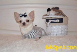 0 NUMARA Chihuahua Yavrularımız 1