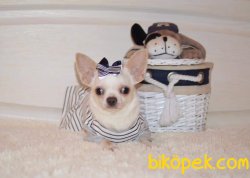0 NUMARA Chihuahua Yavrularımız 4