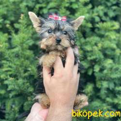 0 Numara Dişi Yorkshire Terrier Yavrumuz 5