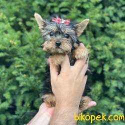 0 Numara Dişi Yorkshire Terrier Yavrumuz 3