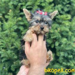 0 Numara Dişi Yorkshire Terrier Yavrumuz 1
