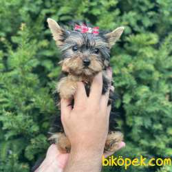 0 Numara Dişi Yorkshire Terrier Yavrumuz 2