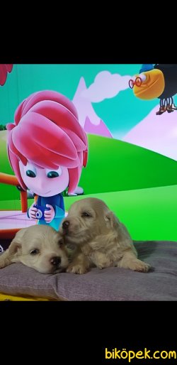 0 Numara Erkek Ve Dişi Maltese Terrier Yavruları 3