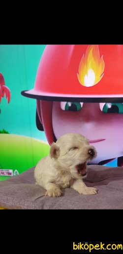 0 Numara Erkek Ve Dişi Maltese Terrier Yavruları 4