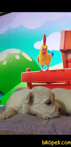0 Numara Erkek Ve Dişi Maltese Terrier Yavruları 2
