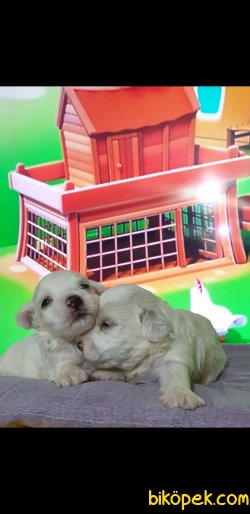 0 Numara Erkek Ve Dişi Maltese Terrier Yavruları 1