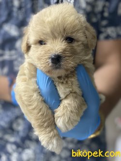 0 NUMARA GOLD MALTIPOO YAVRULARIMIZ 1
