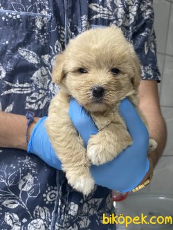0 NUMARA GOLD MALTIPOO YAVRULARIMIZ 2