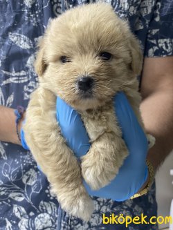 0 NUMARA GOLD MALTIPOO YAVRULARIMIZ 3