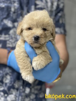 0 NUMARA GOLD MALTIPOO YAVRULARIMIZ 4