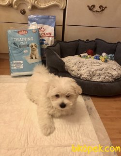 0 NUMARA KORE KAN MALTESE BEBEK 2