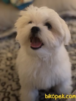 0 NUMARA KORE KAN MALTESE BEBEK 3