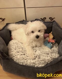 0 NUMARA KORE KAN MALTESE BEBEK 1