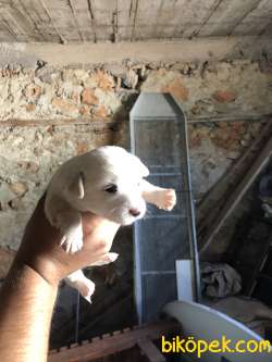 0 NUMARA MALTESE TERİER YAVRULARI 2