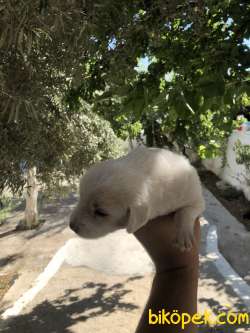 0 NUMARA MALTESE TERİER YAVRULARI 4
