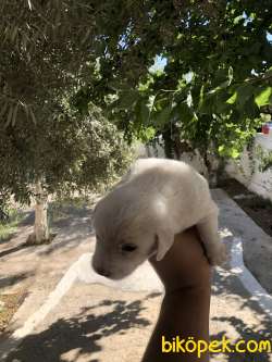 0 NUMARA MALTESE TERİER YAVRULARI 3