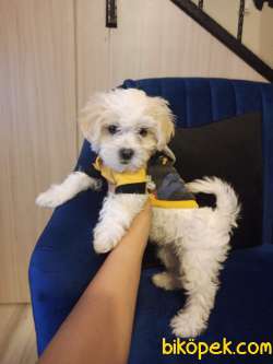 0 Numara Maltese Terrier 2 Adet Dişi 2