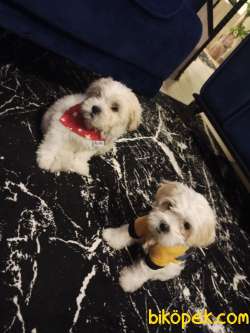 0 Numara Maltese Terrier 2 Adet Dişi 1
