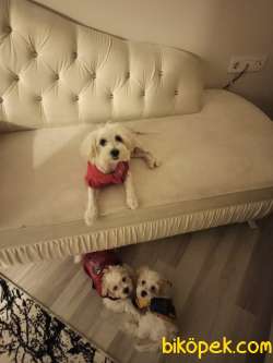 0 Numara Maltese Terrier 2 Adet Dişi 4