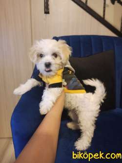 0 Numara Maltese Terrier 2 Adet Dişi 3