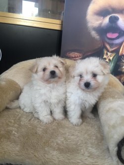 0 NUMARA MALTESE TERRİER 2