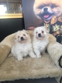 0 NUMARA MALTESE TERRİER 3