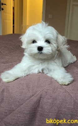 0 NUMARA MALTESE TERRİER 3