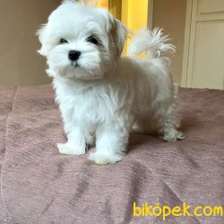 0 NUMARA MALTESE TERRİER 2