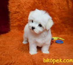 0 Numara Maltese Terrier Bebek Yüzlü Yavrular 1