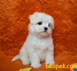 0 Numara Maltese Terrier Bebek Yüzlü Yavrular 3