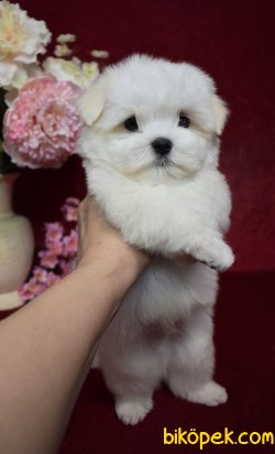 0 Numara Maltese Terrier Bebek Yüzlü Yavrular 2